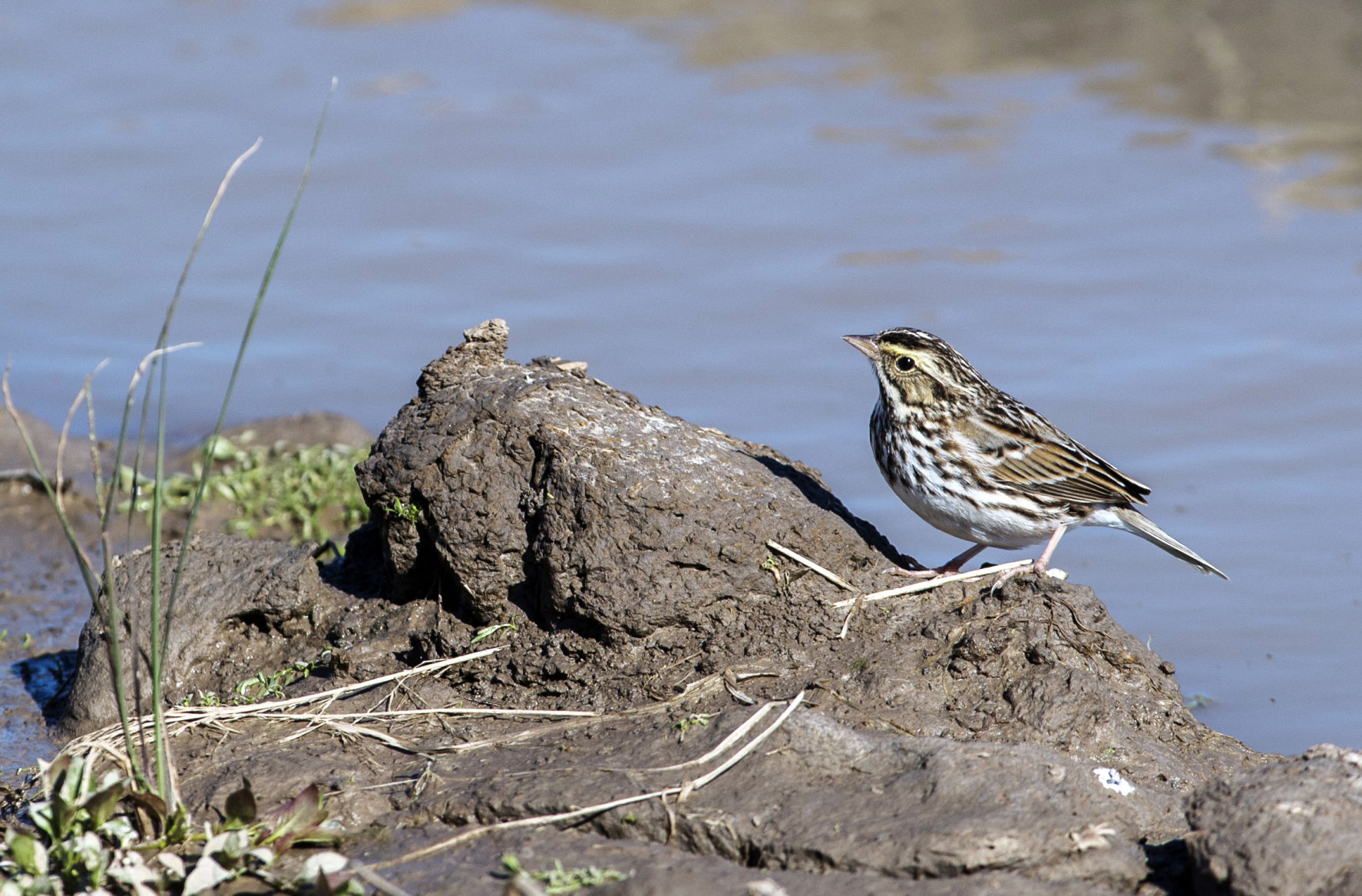 ACA.birdcount50.010619